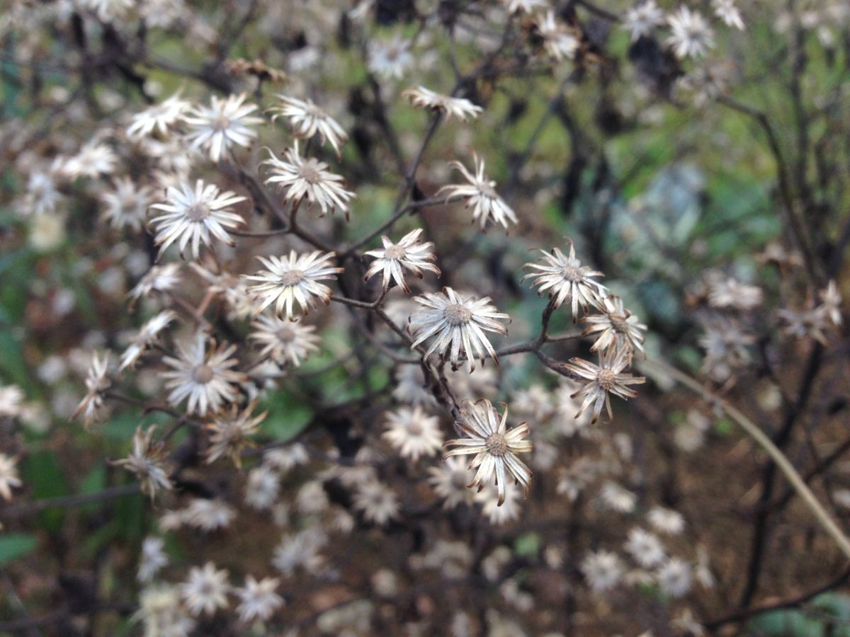 Waldaster Aster divaricatus verwelkt Samen