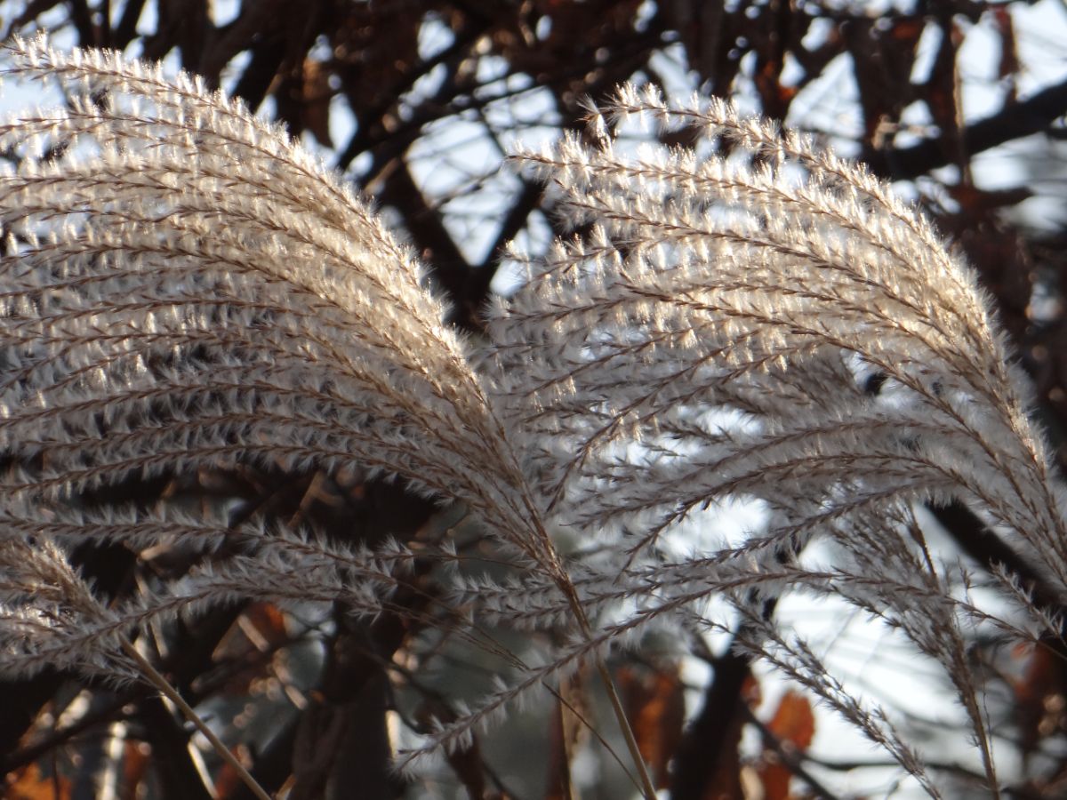 Chinaschilf Miscanthus Winteraspekt Samen