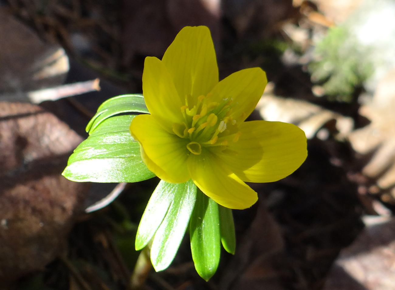 Eranthis