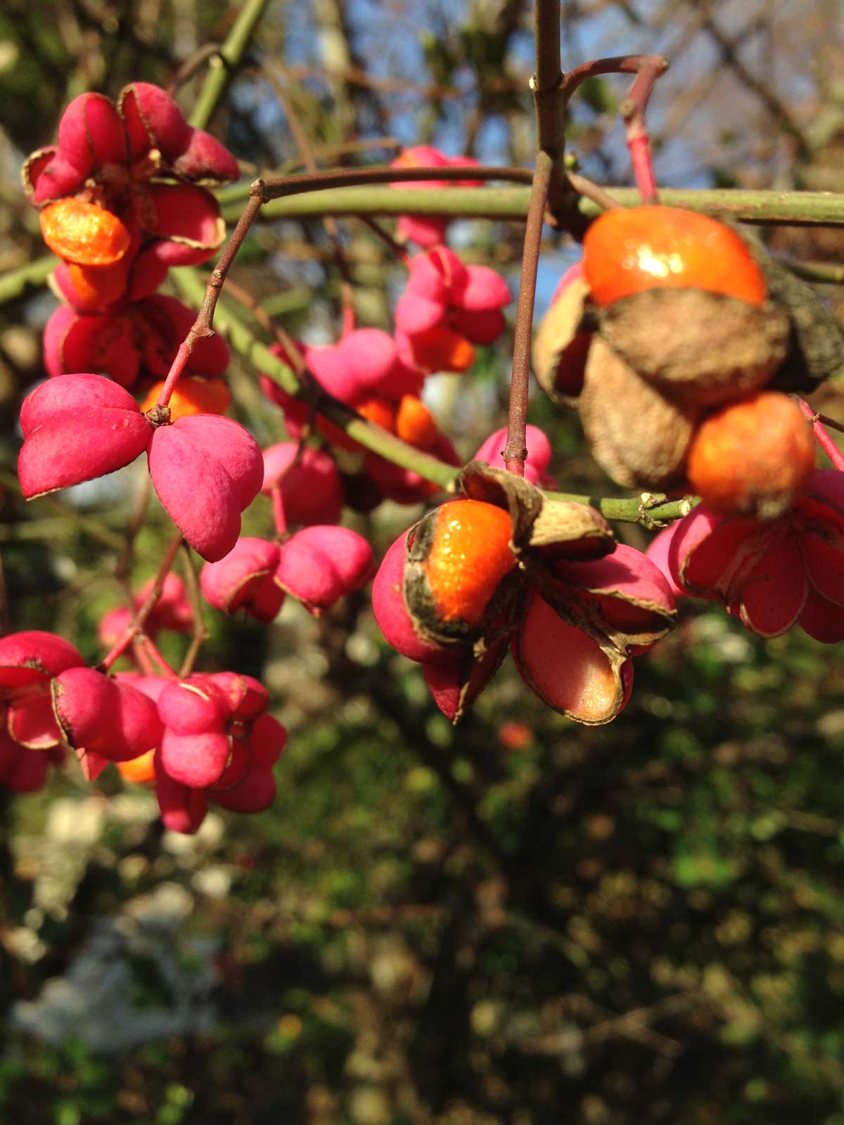 Euonymus