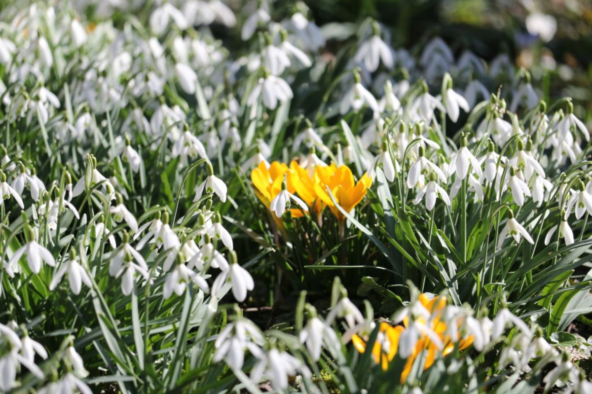 Elfenkrokus Crocus Galanthus Schneegloeckchen