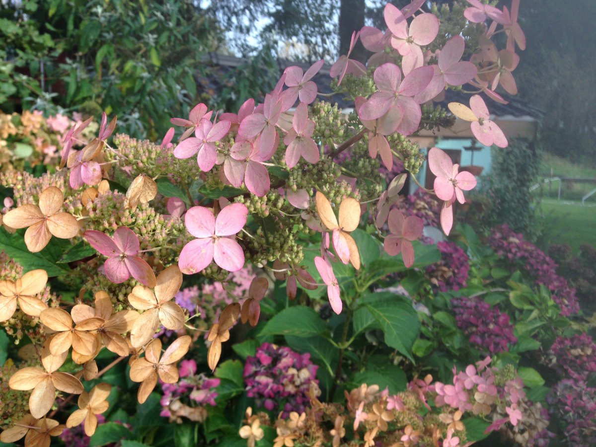 Rispenhortensie Herbst