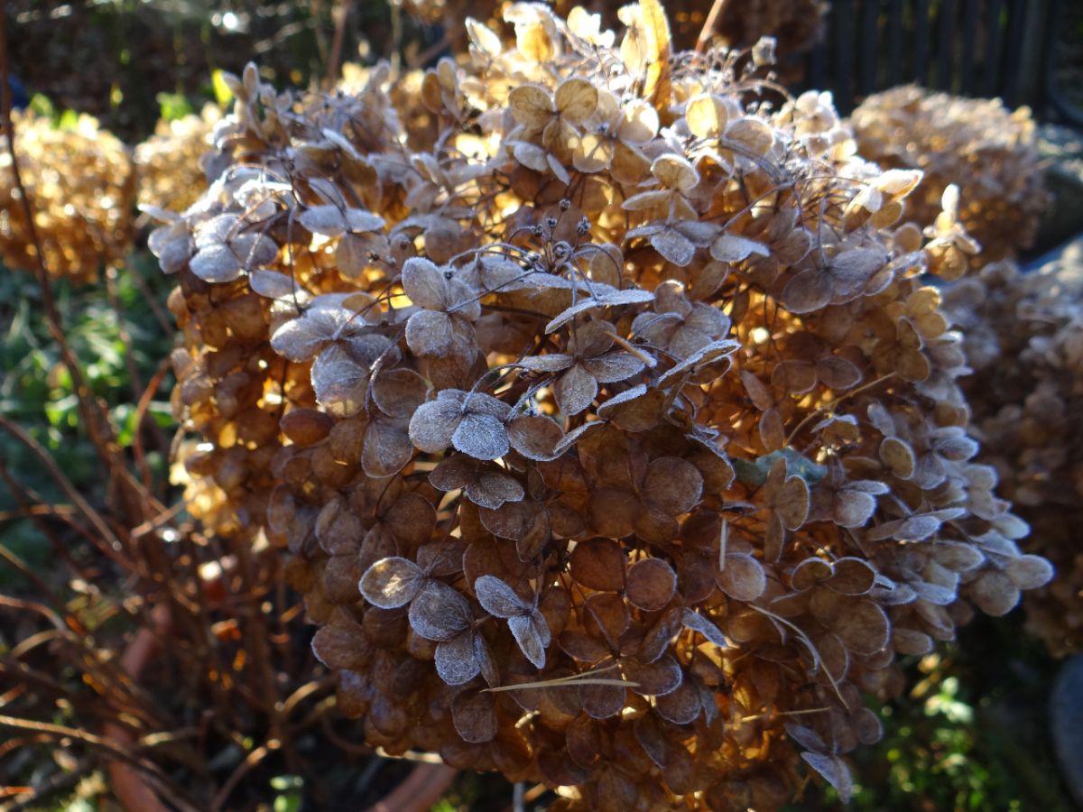 Hydrangea Annabelle Ballhortensie