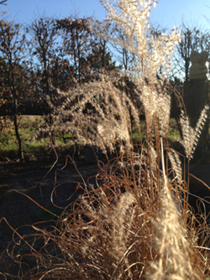 Miscanthus