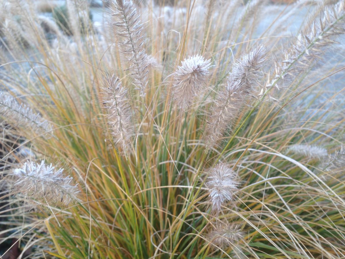 Pennisetum Lampenputzergras Herbstgräser