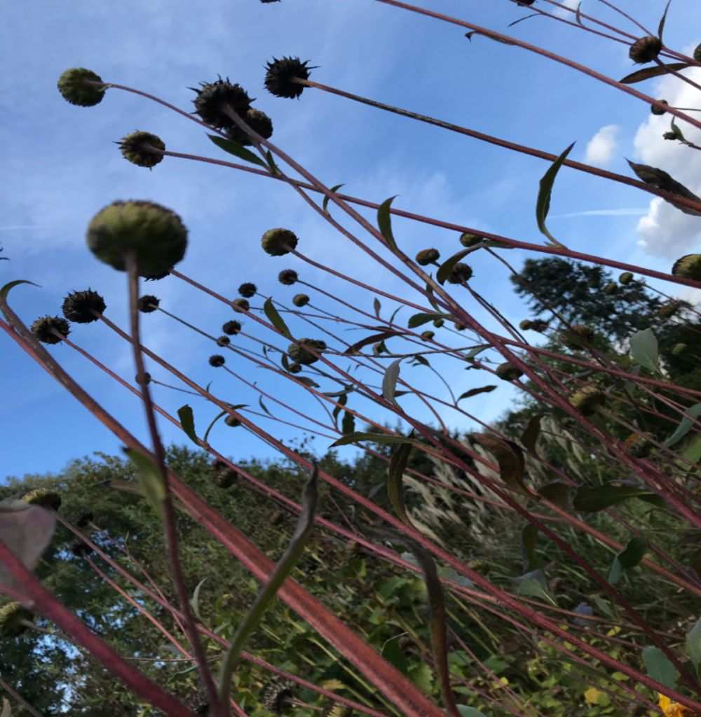 Samenstände Stauden im Herbst