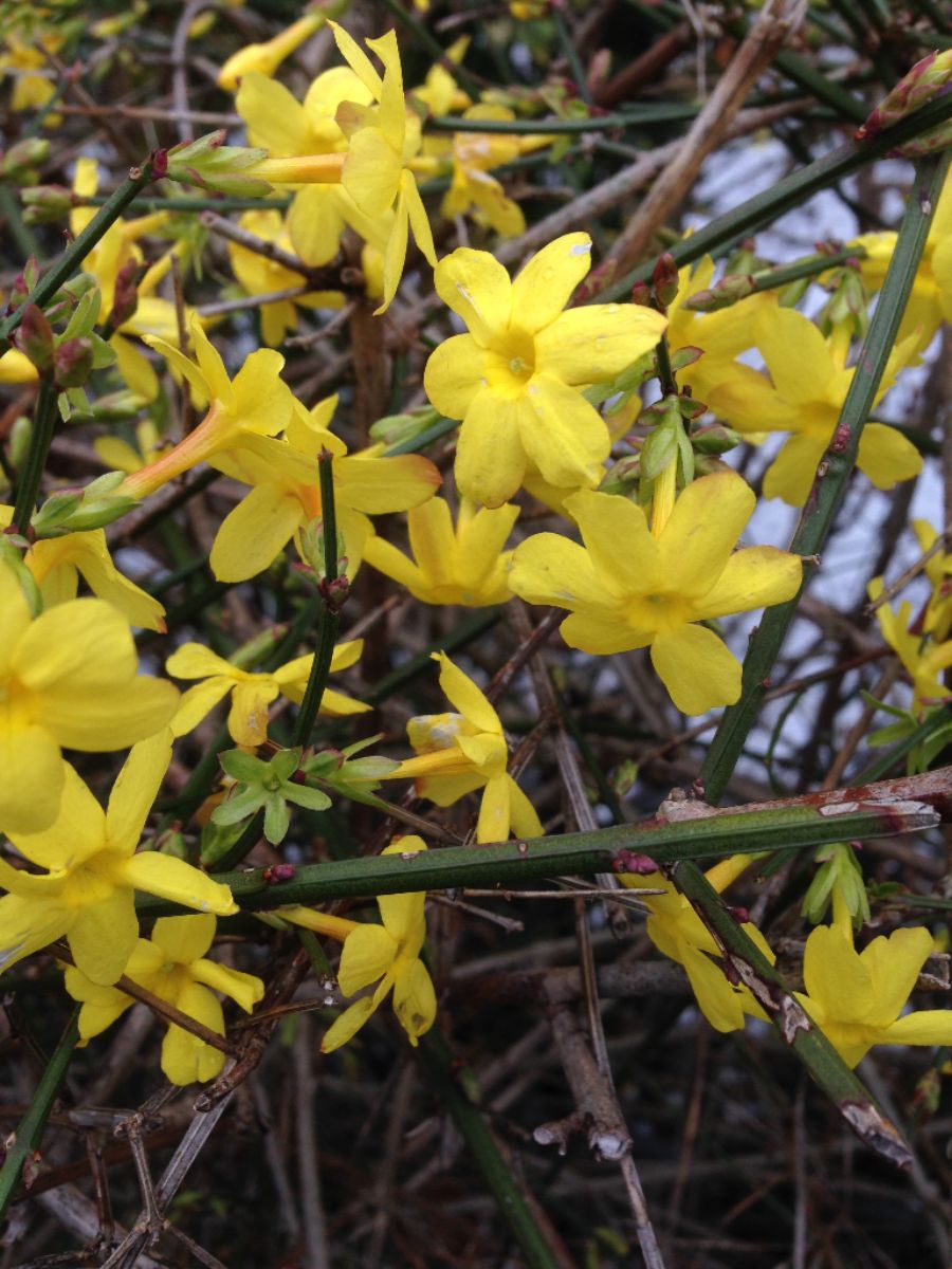 Winterjasmin Jasminum nudiflorum Winterblüher