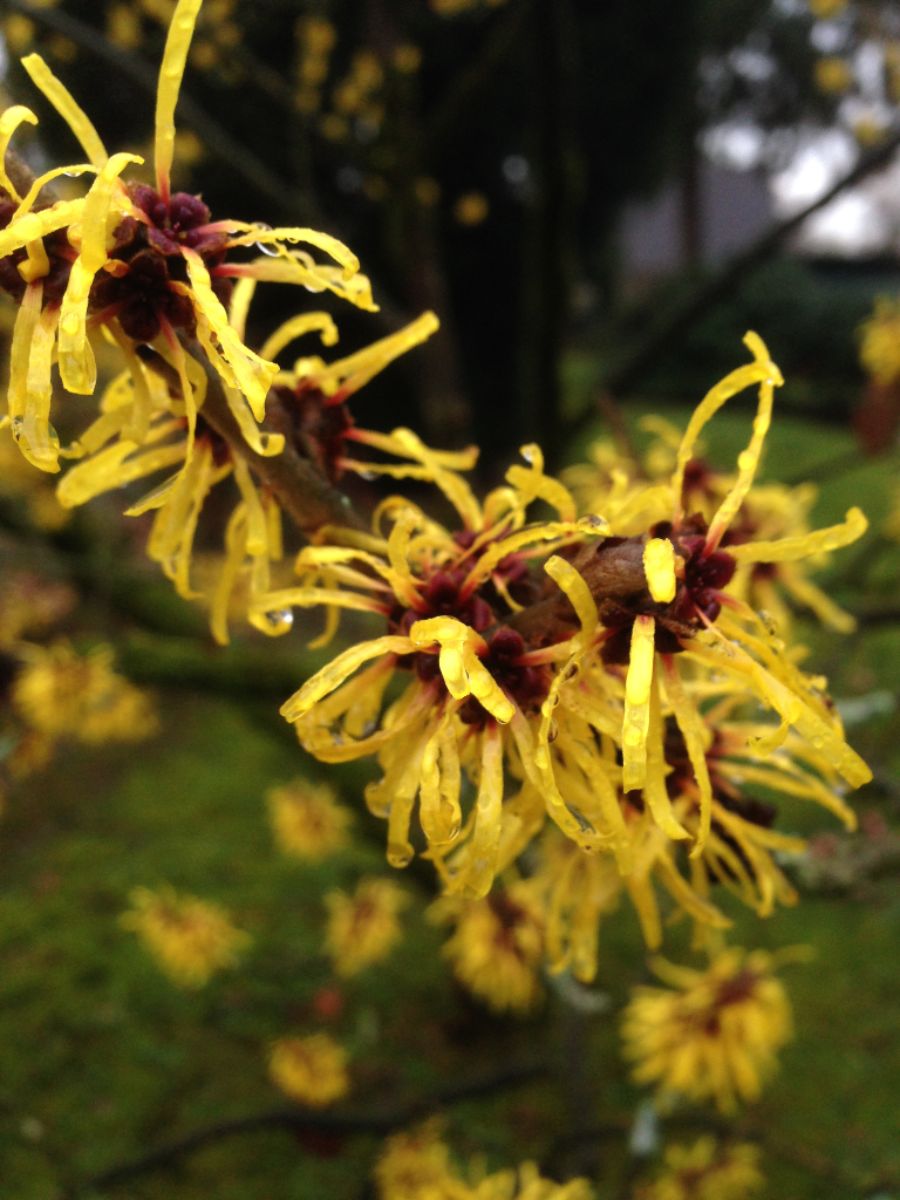 Zaubernuss witchhazel Hamamelis