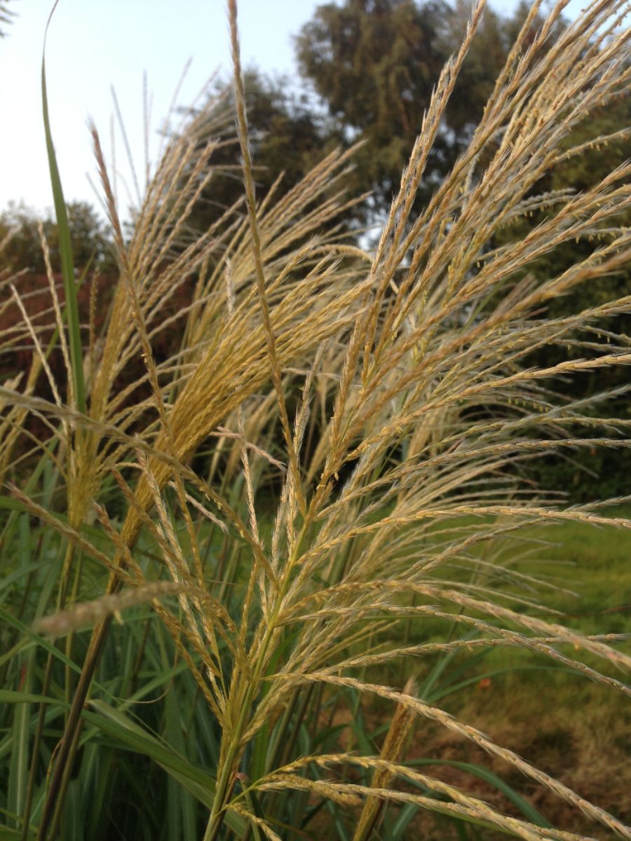 Miscanthus Chinaschilf Herbstgräser