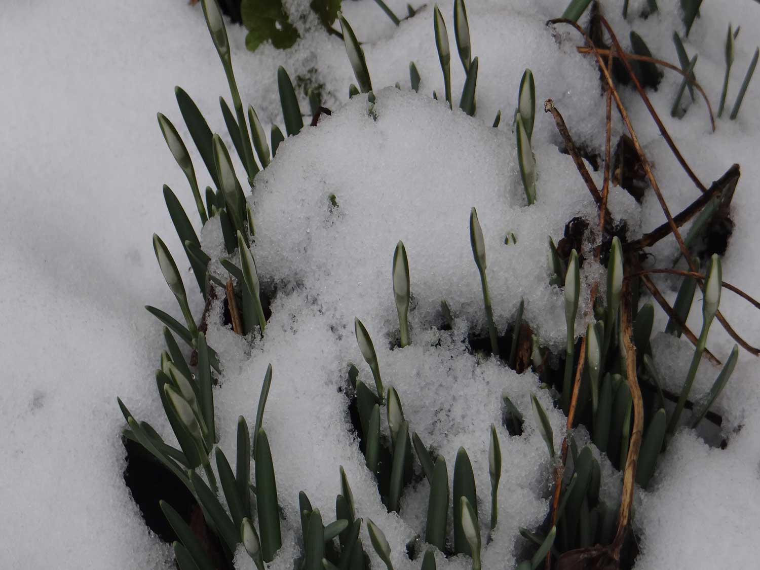 Galanthus