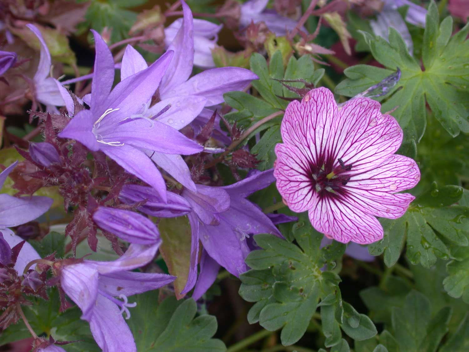 Geranium