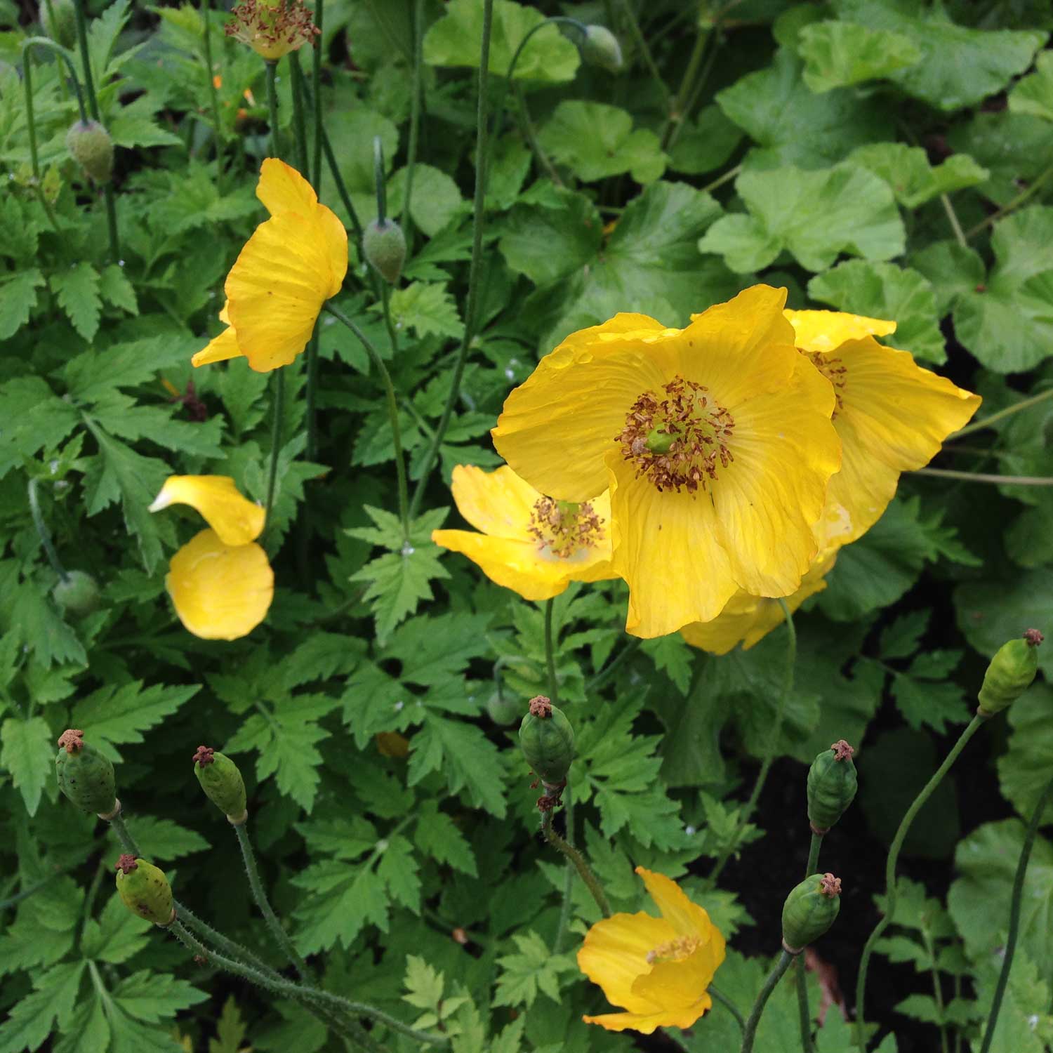 Meconopsis