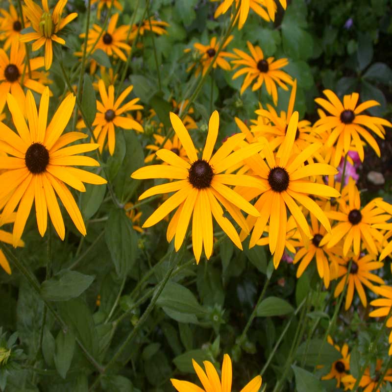 Rudbeckia Goldsturm Sonnenhut robuste langblühende Stauden