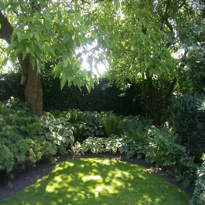  Schattenbeet Blattstrukturen Hostas 