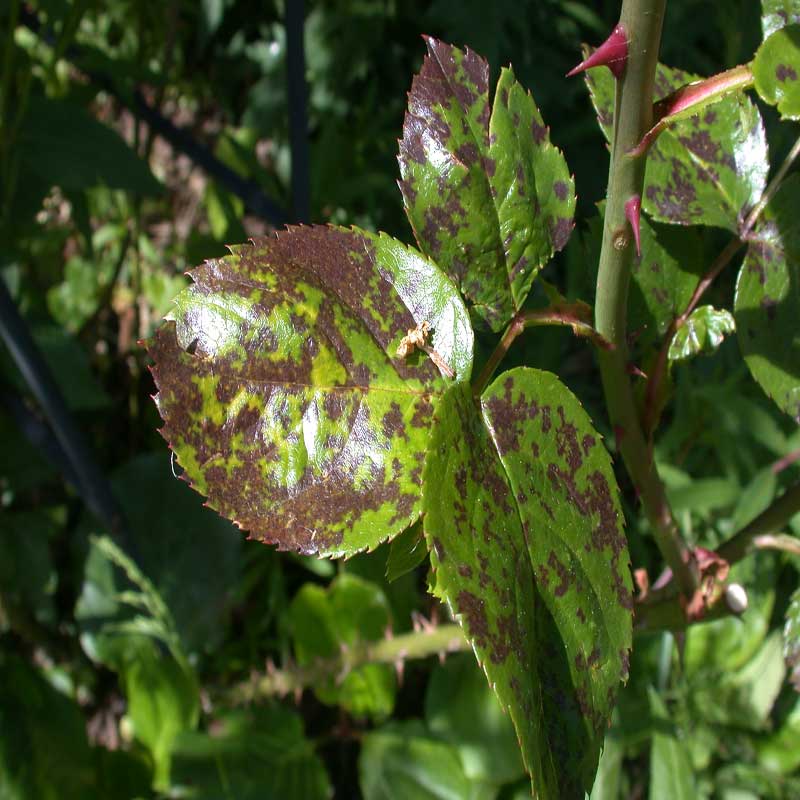  Sternrusstau Rosen Pflanzenkrankheiten diagnostizieren 