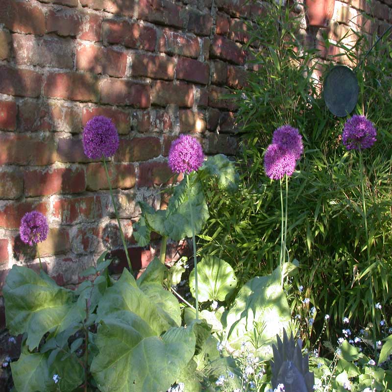 Allium Bluetenbaelle