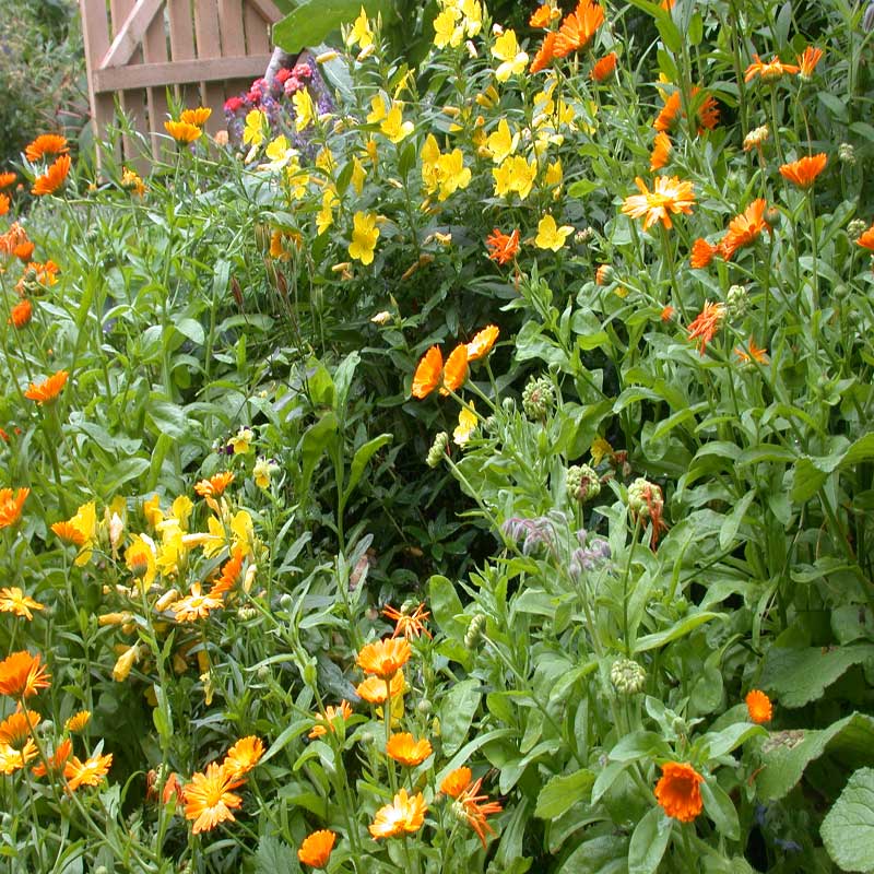 Ringelblumen Einjährige schnelle Blüten