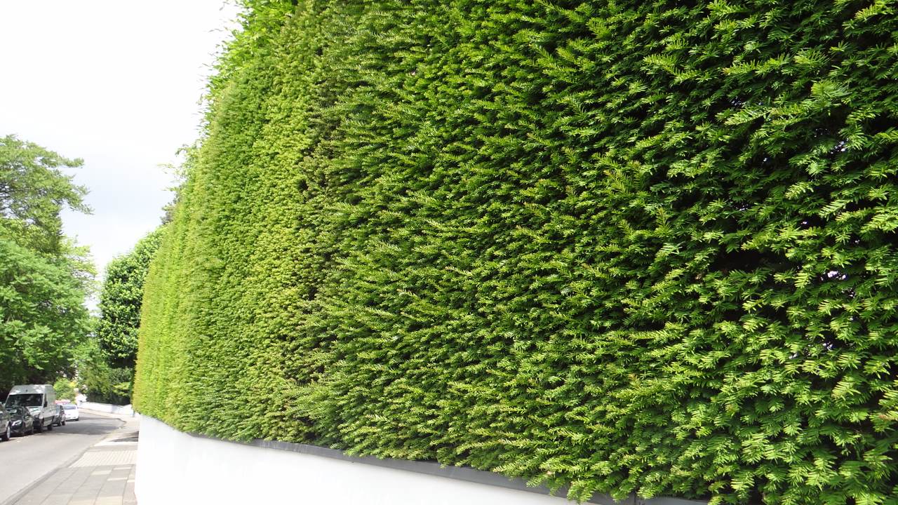 gummibaum groß Gummibaum XL | Ficus elastica main image 0